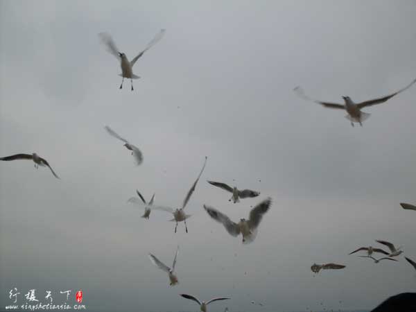 红嘴海鸥争抢游客抛向空中的食物