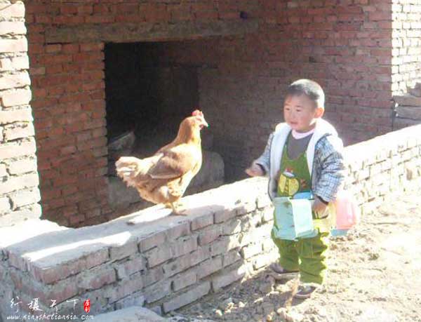 农村孩子的童年;喂鸡